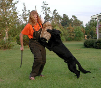 German shepherd best sale schutzhund training